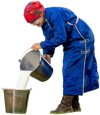 mongolian old woman pouring milk