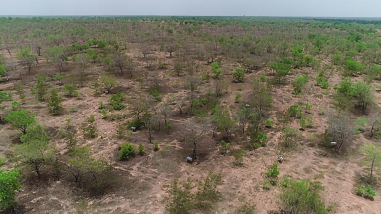 Rehabilitated forest area in northern Ghana dotted with bee hives